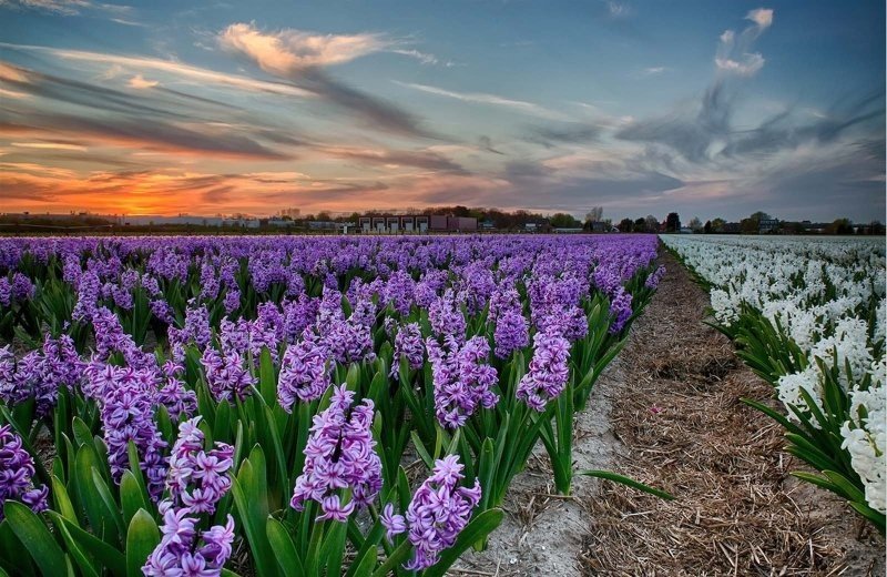  thomas steenvoorden bloemen noordwijk